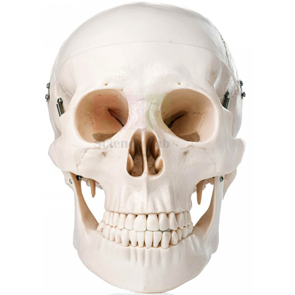 Human Skull Model, Plastic